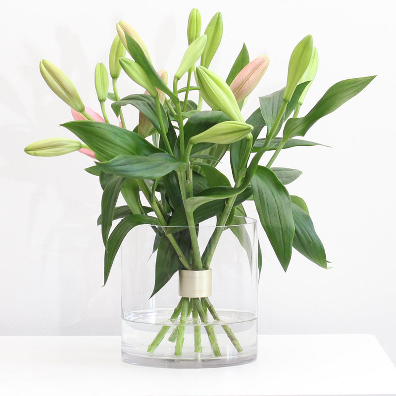 Array von knospenden rosa Lilien in einer durchsichtigen Vase mit einem champagnergoldenen Hanataba Spiralstielhalter am Boden, vor einem weißen Hintergrund.