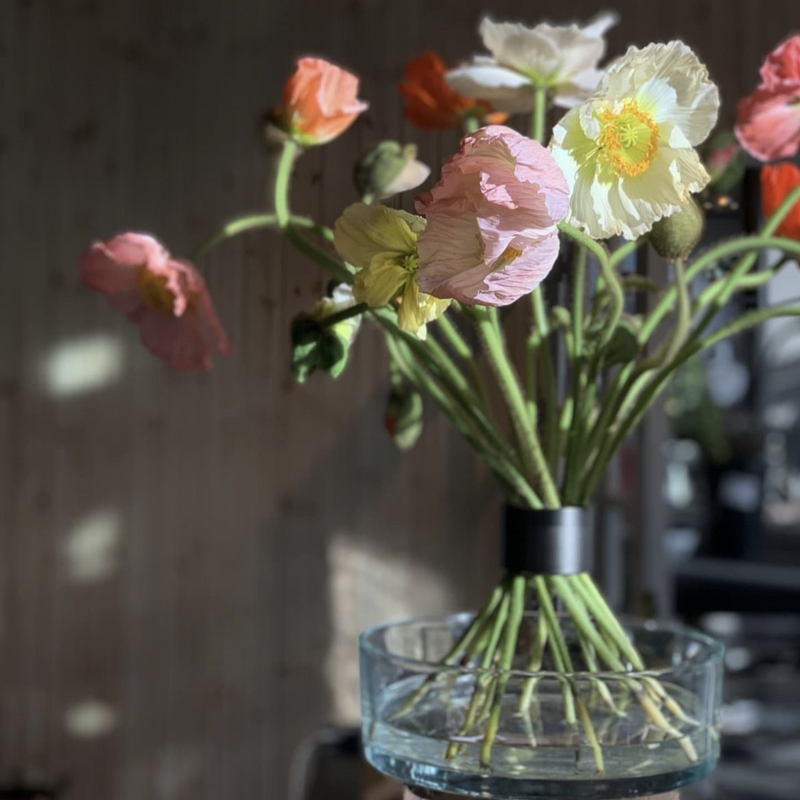 Ikebana-inspiriertes Arrangement aus zarten Mohnblumen und Narzissen, getragen von einem pechschwarzen Spiralstielhalter, der im Sonnenlicht weiche Schatten wirft.